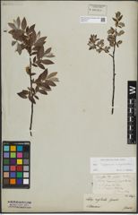 Foto von Salix lapponum L. x Salix myrtilloides L.